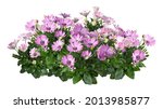 Cutout pink flowers. Flower bed isolated on white background. Flower bush for garden design or landscaping. High quality clipping mask.