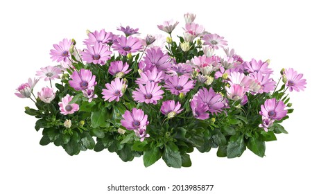 Cutout pink flowers. Flower bed isolated on white background. Flower bush for garden design or landscaping. High quality clipping mask. - Shutterstock ID 2013985877
