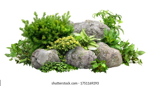 Cutout rock surrounded by flowers.
Garden design isolated on white background. Flowering shrub and green plants for landscaping. Decorative shrub and flower bed.
