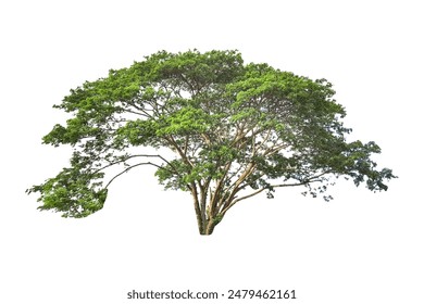 A cut-out of a tree on a white background with clipping paths. The detailed structure and lush foliage are highlighted, emphasizing the tree's natural beauty and form. - Powered by Shutterstock