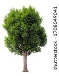 Cutout tree for use as a raw material for editing work. isolated beautiful fresh green deciduous almond tree on white background with clipping path.