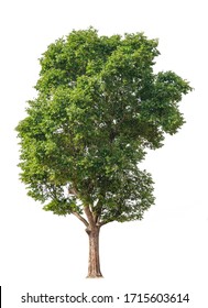 Cutout tree for use as a raw material for editing work. isolated beautiful fresh green deciduous almond tree on white background with clipping path. - Shutterstock ID 1715603614