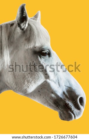 Cutout of white horse with yellow isolated background 