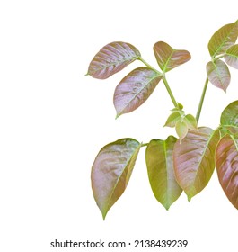 Cutout Of Young Tree Leaf On White Background, Young Plants