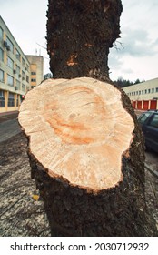 Cutted Dangerous And Emergency Tree Limb In The City. Dead Tree Limb Removal. Сutted Pruning Tree Branch. Tree And Branch Maintenance In The City. Municipal Arborist Service