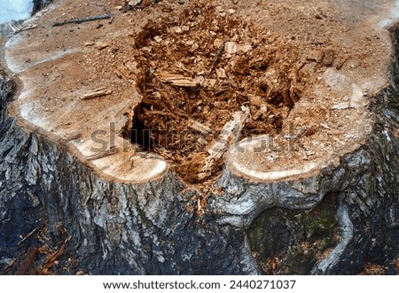 Cutted rotten tree stump on city street. Stump of freshly cutted rotten tree. Decayed rotten hole in an old tree trunk, symbolizing urban decay and the cycle of life and death in the city environment 商業照片 © 