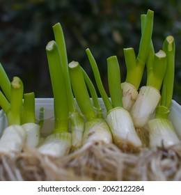 Cutted Scallions Putted In Water To Let Them Grow And Have A Second Harvest 