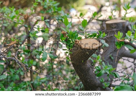 Cutted tree branches in summer. Summer pruning of a tree, removal of large branches with green leaves, diseased tree limbs.