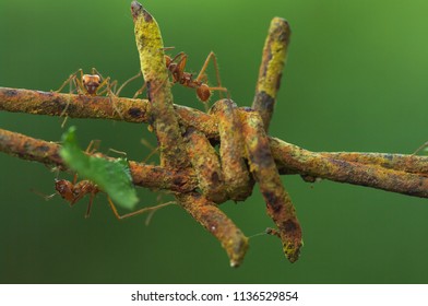 Cutter Ants On Barbed Wire. Image Taken In Chiriqui, Panama.