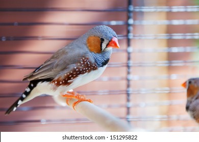 Cut-throat Finch Bird In Cage