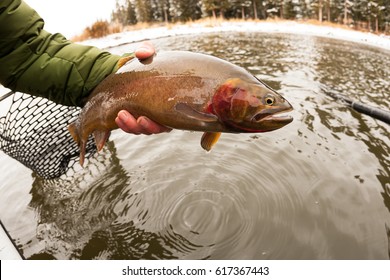 Cutthroat Trout