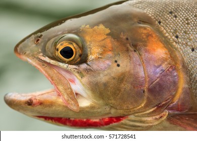 Cutthroat Trout Close-Up