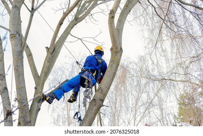 cutting arborist in pruning, cutting back, removing leafless mature nut branches safely. tree surgeon working using chainsaw, multiple ropes, equipment. hanging among branches, wearing safety gear - Powered by Shutterstock