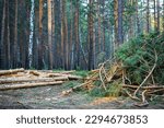 cutting area in the forest and cut branches, remnants after sawing the forest. timber harvesting, deforestation