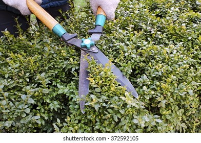 Cutting Boxwood Hedge With Scissors