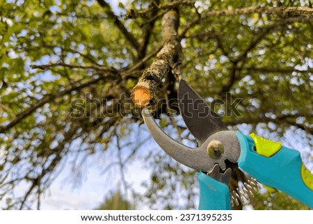 Cutting branches on apple tree use Garden pruning shears. Trimming tree branch in rural garden. Pruning tree with clippers on backyard in village. Pruning  tools. Cut branch use branch cutter. 
