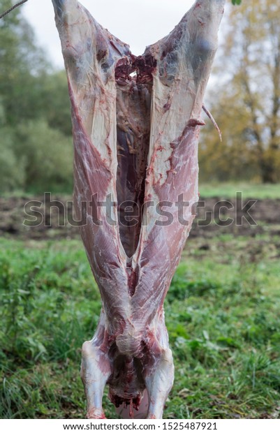 Cutting\
calf carcass outdor. Carcass hanging on a\
tree