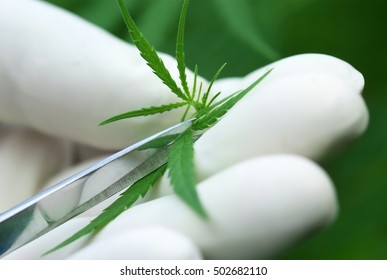 Cutting Cannabis leaves holding by hand wearing protecting glove