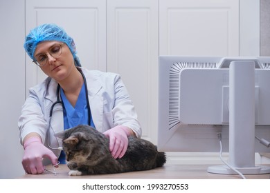 Cutting Claws On A Cat's Paws By A Veterinarian On A Desk Vet Office