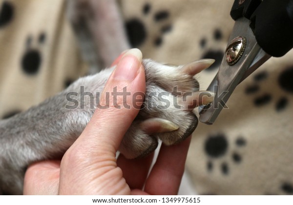 Cutting Dogs\
Claws. Clipping a dogs long\
nails