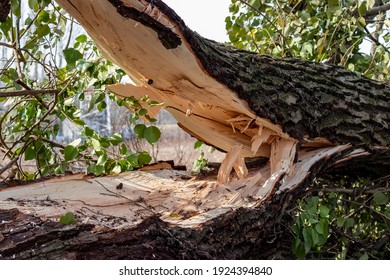 323 Chainsaw Accident Stock Photos, Images & Photography | Shutterstock