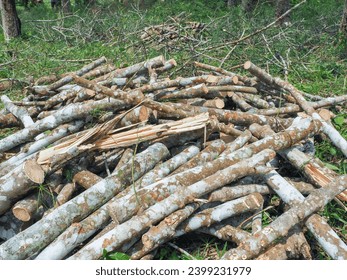 Cutting down old rubber trees to plant new ones