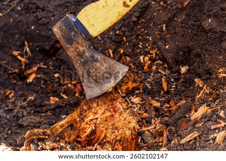 Cutting down an old tree stump in the garden with an axe, a yellow wood axe in the hands of a woman, tidying up the garden