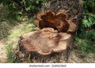 Cutting Down Tree And Fresh Cut Down Stump In The City. A Tree Cut Into Pieces With A Chainsaw. Seasonal Emergency And Sanitary Pruning Of Trees. Municipal Arborist Service.