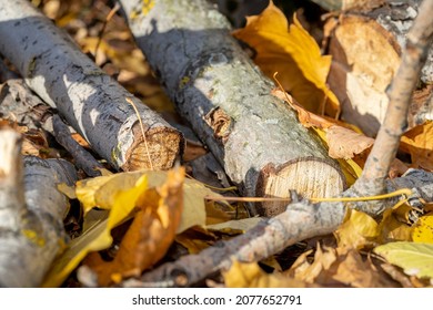 Cutting down trees in the city park. Branches cut off by chainsaw, leaves and sawdust on fallen autumn foliage. Selected focus