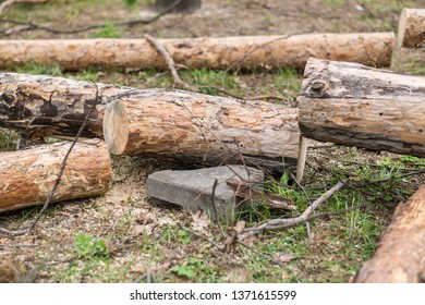 Cutting down trees. Sawn logs lying on the grass. Cleaning the park from old, sick trees.