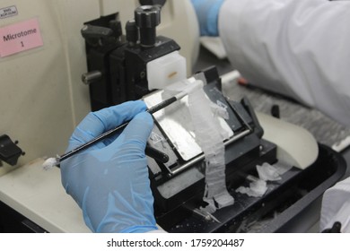 Cutting Of Embedded Tissue Using Microtome