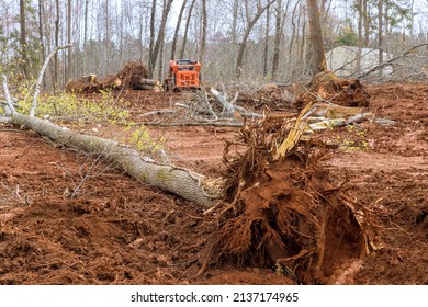 Cutting Forest Tree During Land Clearing For New Residential Construction Preparation Land