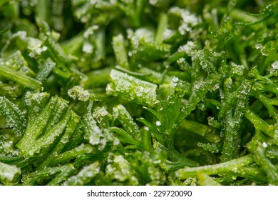 Cutting Frozen Fresh Dill Closeup