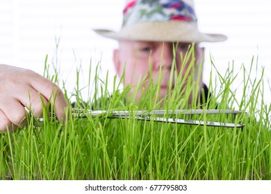 Cutting Grass With Scissors.