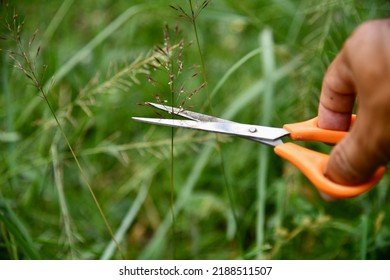 Cutting Grass With Scissors Closeup