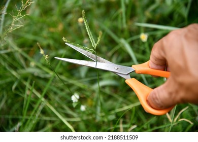 Cutting Grass With Scissors Closeup