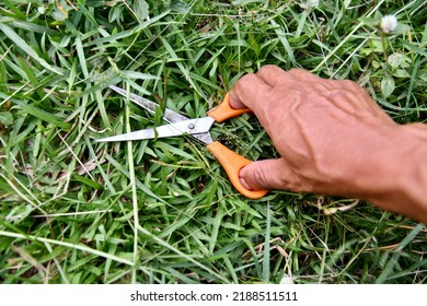 Cutting Grass With Scissors Closeup