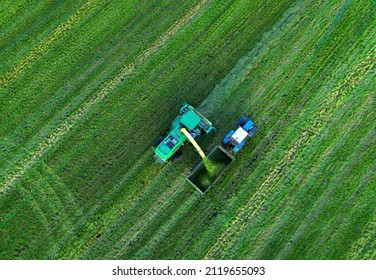 Cutting grass silage at field. Forage harvester on grass cutting for silage in field. Self-propelled Harvester on Hay making for cattle at farm. Tractor with trailer transports hay and grass silage.
