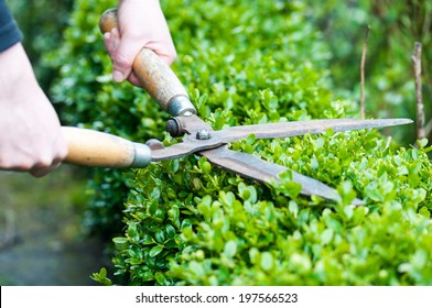 Cutting A Hedge With Clippers