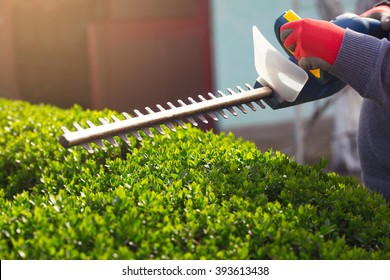 Cutting a hedge with electrical hedge trimmer. Selective focus - Shutterstock ID 393613438