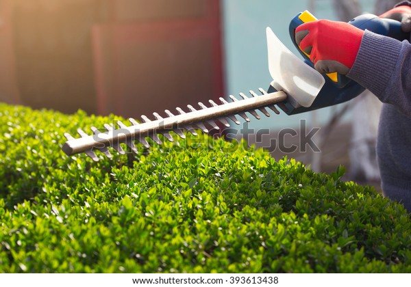 Cutting a hedge with electrical hedge trimmer.\
Selective focus