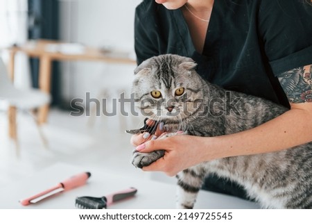 Cutting the nails. Scottish fold cat is in the grooming salon with female veterinarian.