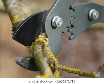 Cutting Old Tree Branches With Anvil Pruning Shear, Close Up