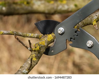 Cutting Old Tree Branches With Anvil Pruning Shear, Close Up