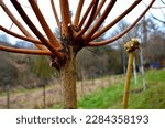 cutting rods into baskets and products traditional willow products. the trees are shaped into wide round heads by permanent pruning, gloves, worker  gardening, gardener, manual, short, prorective