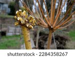 cutting rods into baskets and products traditional willow products. the trees are shaped into wide round heads by permanent pruning, gloves, worker  gardening, gardener, manual, short, prorective