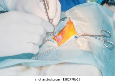 Cutting Of The Skin Of The Surgical Site 