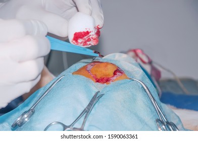 Cutting Of The Skin Of The Surgical Site. Tumor Removal In Dog.