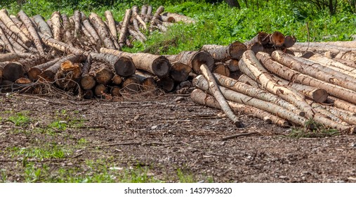 cutting of trees in the forest of bark beetle