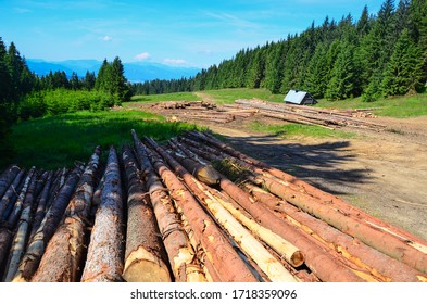 Cutting Trees in Forest and Stack of Logs Wood